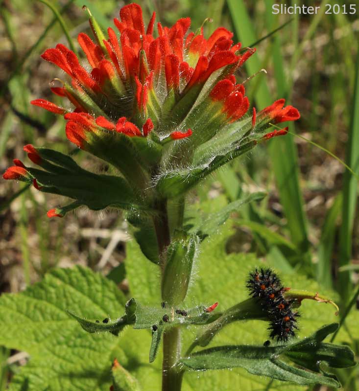 Harsh Paintbrush, Harsh Indian Paintbrush: Castilleja hispida var. hispida (Synonyms: Castilleja angustifolia var. abbreviata, Castilleja angustifolia var. hispida, Castilleja hispida ssp. abbreviata, Castilleja hispida ssp. hispida)
