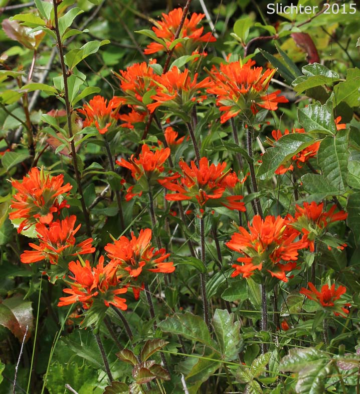Harsh Paintbrush, Harsh Indian Paintbrush: Castilleja hispida var. hispida (Synonyms: Castilleja angustifolia var. abbreviata, Castilleja angustifolia var. hispida, Castilleja hispida ssp. abbreviata, Castilleja hispida ssp. hispida)