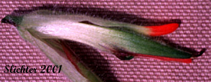 Harsh Paintbrush: Castilleja hispida