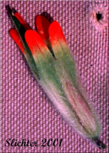 Rounded calyx lobes of Harsh Paintbrush, Harsh Indian Paintbrush: Castilleja hispida var. hispida (Synonyms: Castilleja angustifolia var. abbreviata, Castilleja angustifolia var. hispida, Castilleja hispida ssp. abbreviata, Castilleja hispida ssp. hispida)