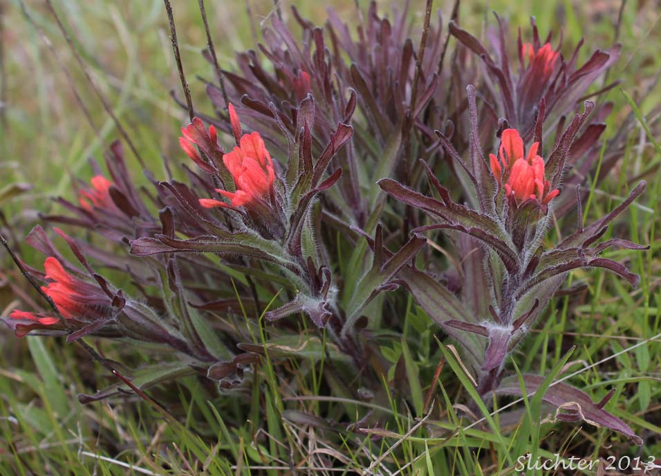 Harsh Paintbrush, Harsh Indian Paintbrush: Castilleja hispida var. hispida (Synonyms: Castilleja angustifolia var. abbreviata, Castilleja angustifolia var. hispida, Castilleja hispida ssp. abbreviata, Castilleja hispida ssp. hispida)