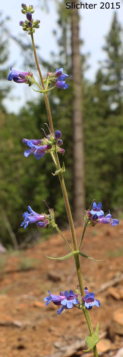 Inflorescence of Sulphur Penstemon, Taper-leaved Penstemon: Penstemon attenuatus var. attenuatus (Synonym: Penstemon attenuatus ssp. attenuatus)