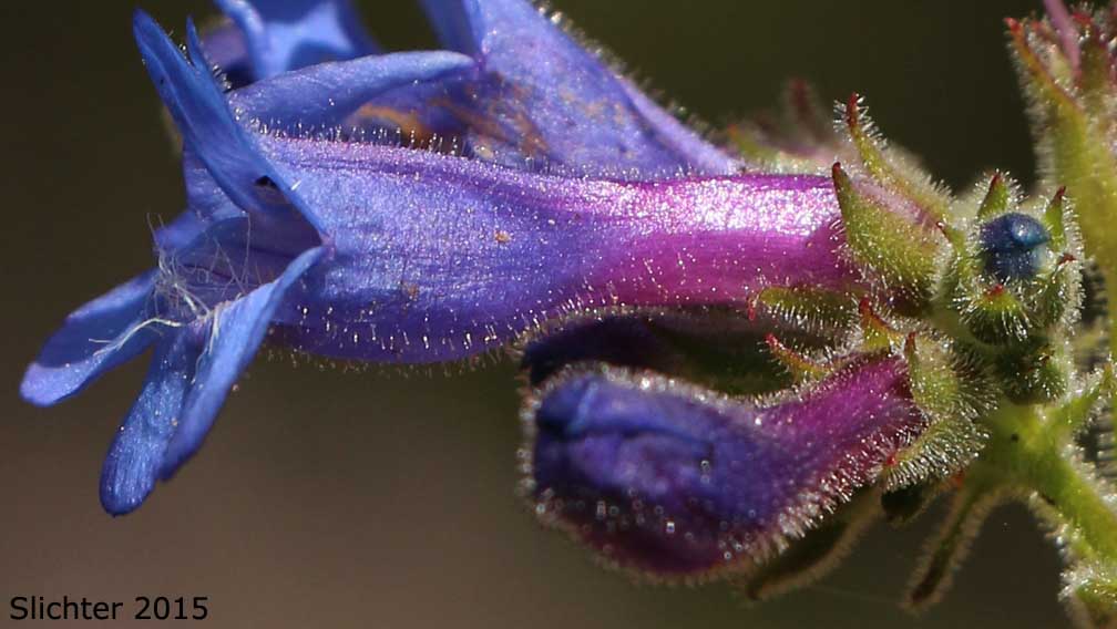 Flowers of Sulphur Penstemon, Taper-leaved Penstemon: Penstemon attenuatus var. attenuatus (Synonym: Penstemon attenuatus ssp. attenuatus)