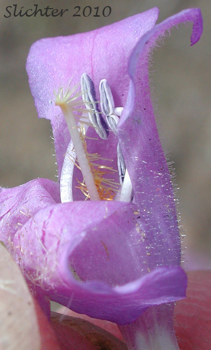 Internal flower structures of Crested-tongue Penstemon, Fuzzytongue Penstemon, Whited's Penstemon: Penstemon eriantherus var. whitedii (Synonym: Penstemon whitedii)