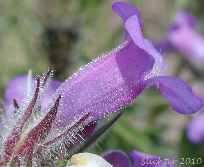 Close-up sideview of the calyx and corolla of Crested-tongue Penstemon, Fuzzytongue Penstemon, Whited's Penstemon: Penstemon eriantherus var. whitedii (Synonym: Penstemon whitedii)