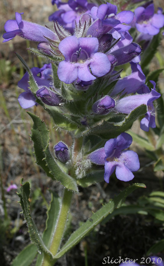Crested-tongue Penstemon, Fuzzytongue Penstemon, Whited's Penstemon: Penstemon eriantherus var. whitedii (Synonym: Penstemon whitedii)