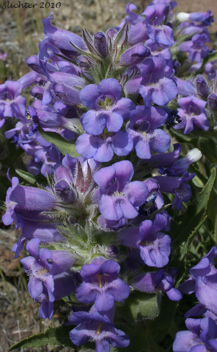 Inflorescence of Crested-tongue Penstemon, Fuzzytongue Penstemon, Whited's Penstemon: Penstemon eriantherus var. whitedii (Synonym: Penstemon whitedii)