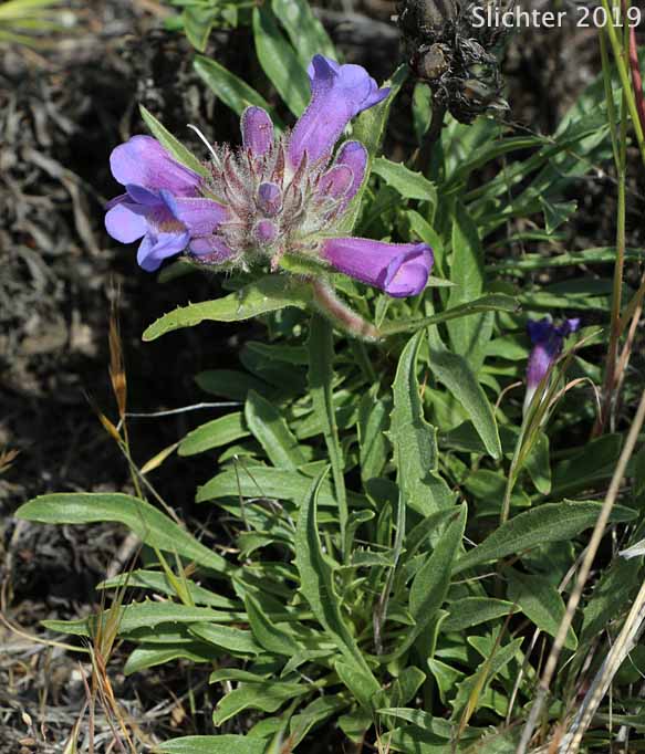 Crested-tongue Penstemon, Fuzzytongue Penstemon, Fuzzy-tongue Penstemon, Whited's Penstemon: Penstemon eriantherus var. whitedii (Synonyms: Penstemon whitedii, Penstemon whitedii ssp. dayanus)