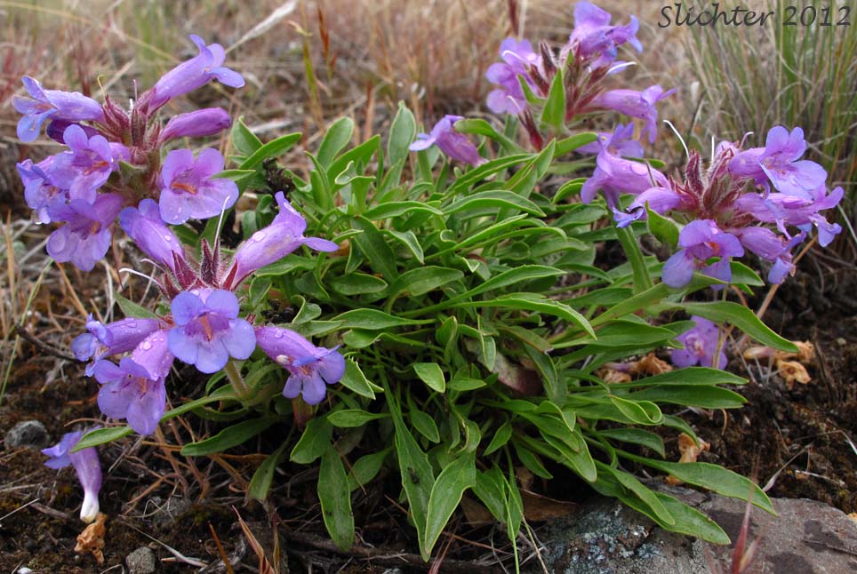 Crested-tongue Penstemon, Fuzzytongue Penstemon, Fuzzy-tongue Penstemon, Whited's Penstemon: Penstemon eriantherus var. whitedii (Synonyms: Penstemon whitedii, Penstemon whitedii ssp. dayanus)