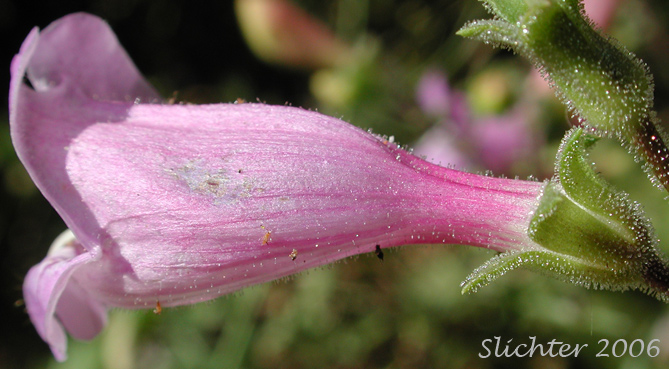 Close-up sideview of the corolla and calyx of Cutleaf Beardtongue, Cut-leaf Penstemon, Richardson's Penstemon: Penstemon richardsonii var. richardsonii
