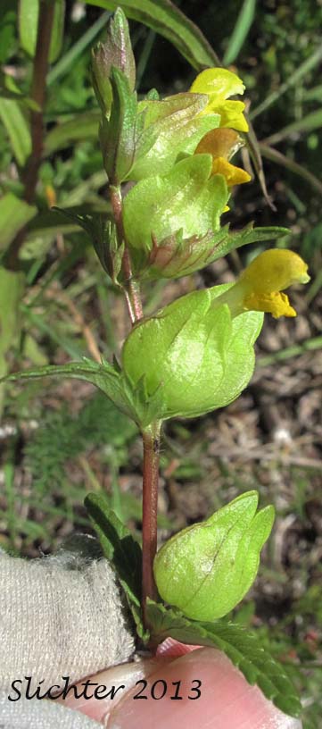 Little Yellowrattle, Rattlepod, Yellow Rattle: Rhinanthus minor (Synonyms: Rhinanthus borealis, Rhinanthus borealis ssp. borealis, Rhinanthus borealis ssp. kyrollae, Rhinanthus borealis ssp. borealis, Rhinanthus crista-galli, Rhinanthus kyrollae, Rhinanthus minor ssp. groenlandicus, Rhinanthus minor ssp. minor)