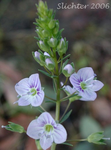 Inflorescence of Blue Speedwell, Water Speedwell, Water Pimpernel: Veronica anagallis-aquatica (Synonyms: Veronica anagallis, Veronica connata var. glaberrima)