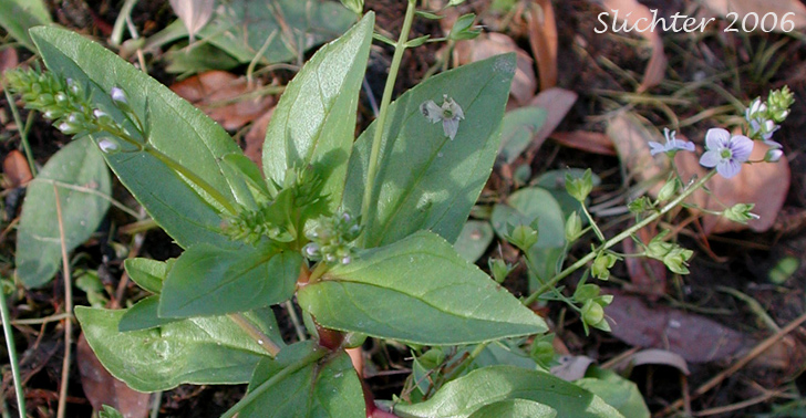 Blue Speedwell, Water Speedwell, Water Pimpernel: Veronica anagallis-aquatica (Synonyms: Veronica anagallis, Veronica connata var. glaberrima)