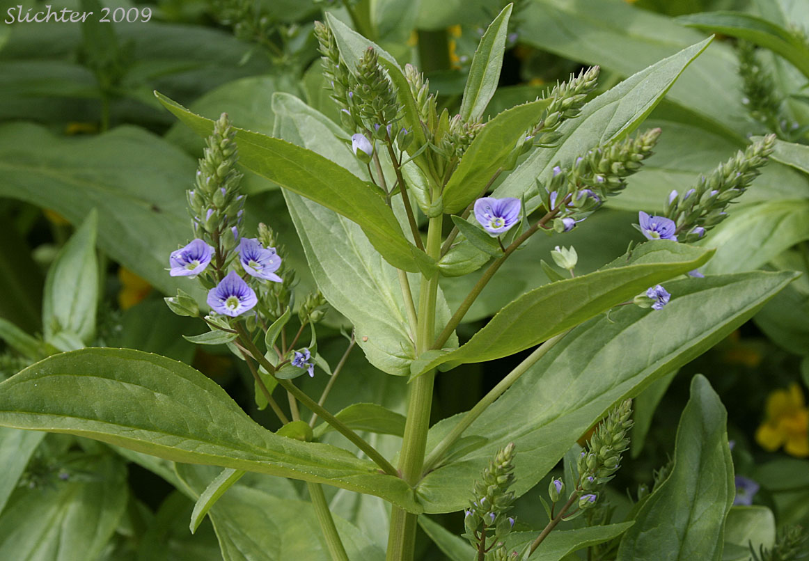 Blue Speedwell, Water Speedwell, Water Pimpernel: Veronica anagallis-aquatica (Synonyms: Veronica anagallis, Veronica connata var. glaberrima)