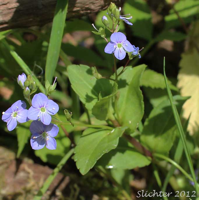 Blue Speedwell, Water Speedwell, Water Pimpernel: Veronica anagallis-aquatica (Synonyms: Veronica anagallis, Veronica comosa, Veronica comosa var. glaberrima, Veronica comosa var. glandulosa, Veronica connata ssp. glaberrima, Veronica connata var. glaberrima, Veronica connata var. typica, Veronica glandifera, Veronica grandiflora, Veronica x lackschewitzii, Veronica micromeria, Veronica salina)