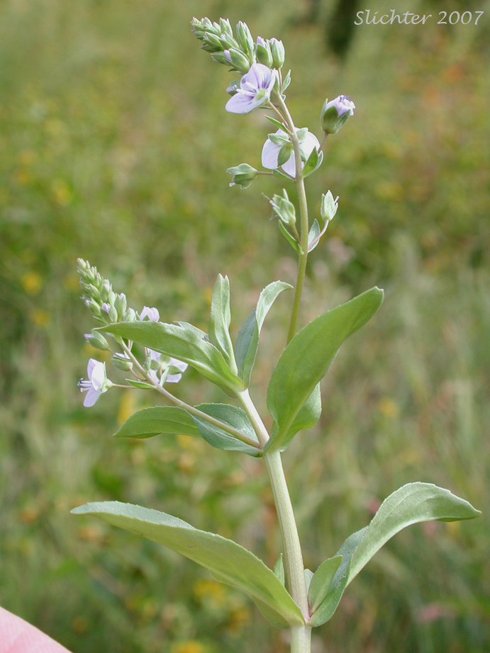 Blue Speedwell, Water Speedwell, Water Pimpernel: Veronica anagallis-aquatica (Synonyms: Veronica anagallis, Veronica connata var. glaberrima)