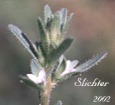 Hairy Purslane Speedwell, Purslane Speedwell: Veronica peregrina ssp. xalapensis (Synonyms: Veronica peregrina var. xalapensis, Veronica sherwoodii, Veronica xalapensis)