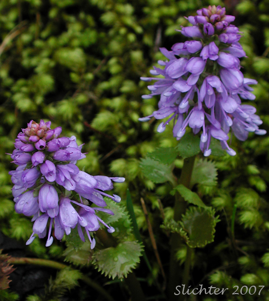 Western Mountain Kittentails, Columbia Synthyris, Starry Tailed Kittentails, Tailed Kittentails: Veronica missurica ssp. stellata (Synonym: Synthyris missurica ssp. stellata, Synthyris stellata)