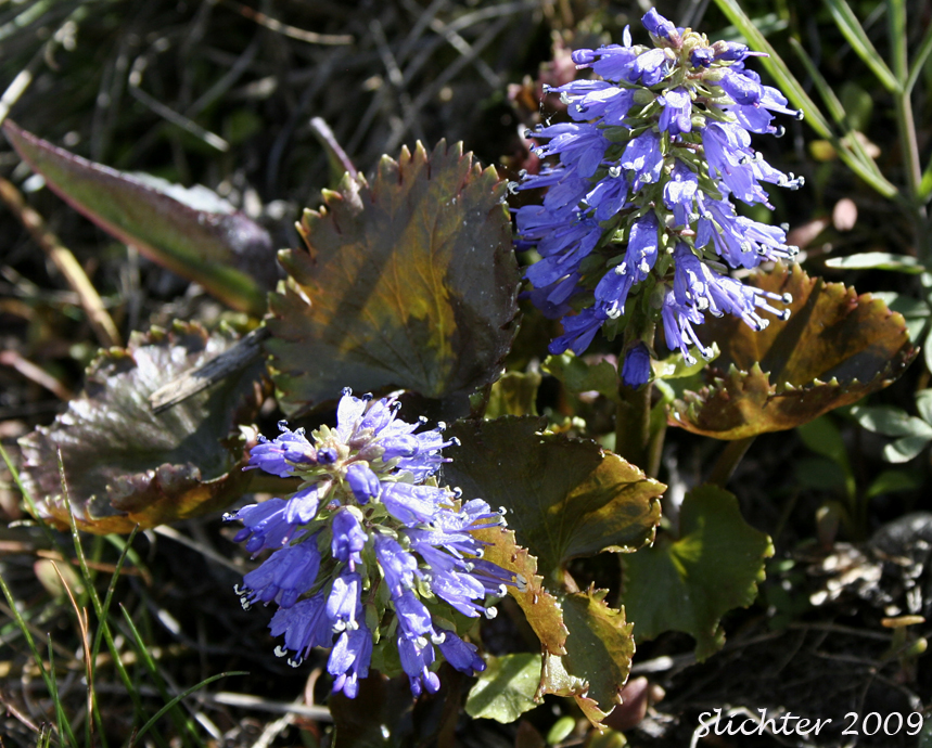 Columbia Kittentails, Columbia Synthyris, Mountain Kittentails, Tailed Kittentails, Western Mountain Kittentails: Veronica missurica ssp. stellata (Synonyms: Synthyris missurica, Synthyris missurica ssp. stellata, Synthyris missurica var. major, Synthyris stellata)