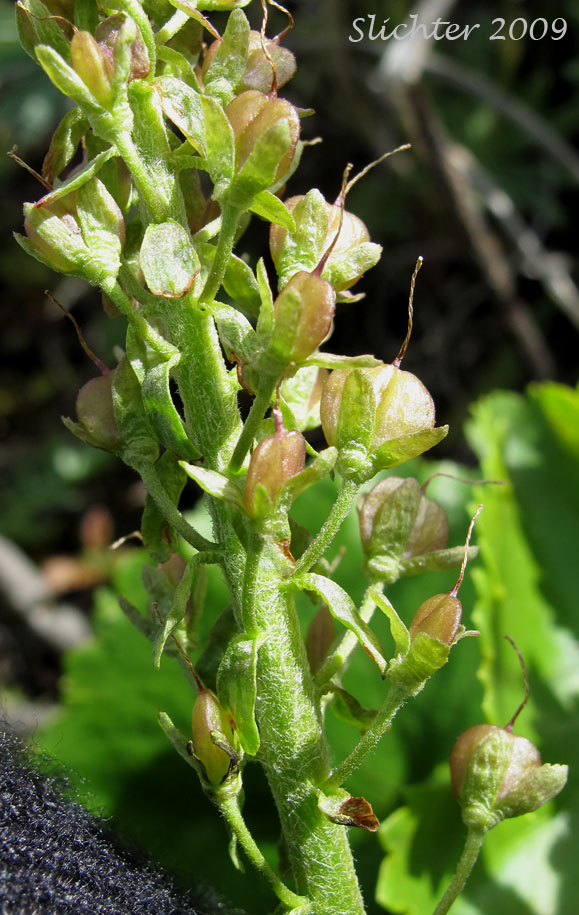 Developing fruits of