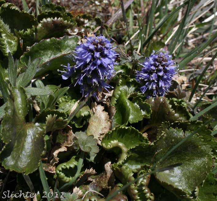 Columbia Kittentails, Columbia Synthyris, Mountain Kittentails, Tailed Kittentails, Western Mountain Kittentails: Veronica missurica ssp. stellata (Synonyms: Synthyris missurica, Synthyris missurica ssp. stellata, Synthyris missurica var. major, Synthyris stellata)