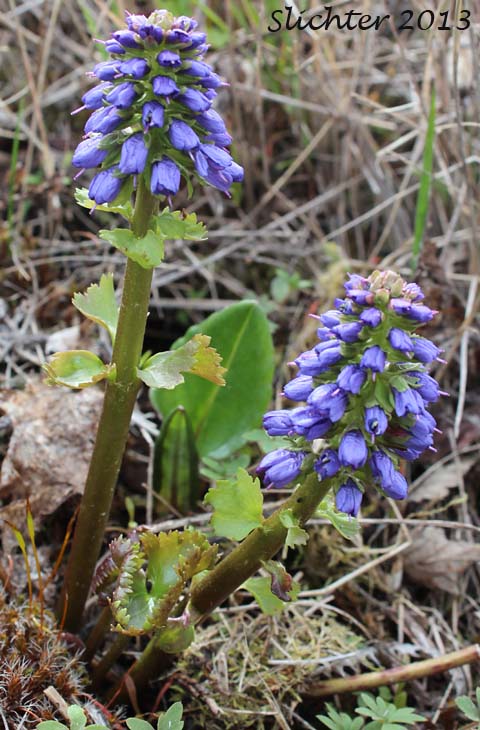 Columbia Kittentails, Columbia Synthyris, Mountain Kittentails, Tailed Kittentails, Western Mountain Kittentails: Veronica missurica ssp. stellata (Synonyms: Synthyris missurica, Synthyris missurica ssp. stellata, Synthyris missurica var. major, Synthyris stellata)