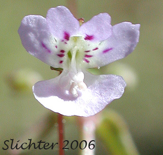Close-up frontal view of the flower of Lesser Baby-innocence, Lesser Baby Innocence, Small-flowered Tonella: Tonella tenella