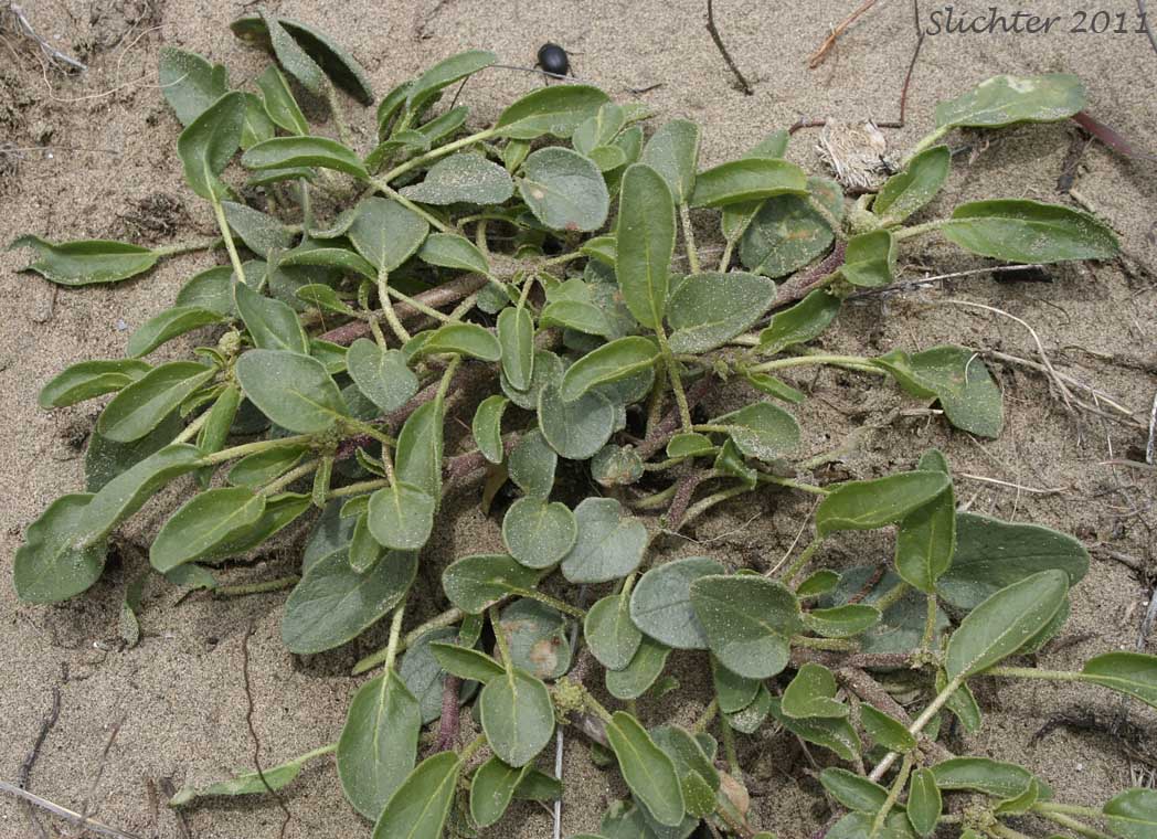 Honey-scented Sandverbena, Honey-scented Sand-verbena, White Sandverbena, White Sand Verbena: Abronia mellifera (Synonym: Abronia mellifera var. mellifera)