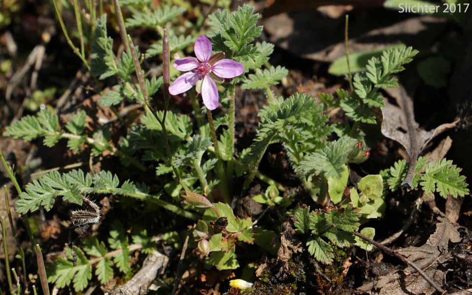 African Filaree, Common Stork's Bill, Filaree, Redstem Stork's Bill, Red-stemmed Filaree: Erodium cicutarium (Synonyms: Erodium aethiopicum, Erodium cicutarium ssp. cicutarium, Erodium cicutarium ssp. jacquinianum, Erodium ethiopicum)