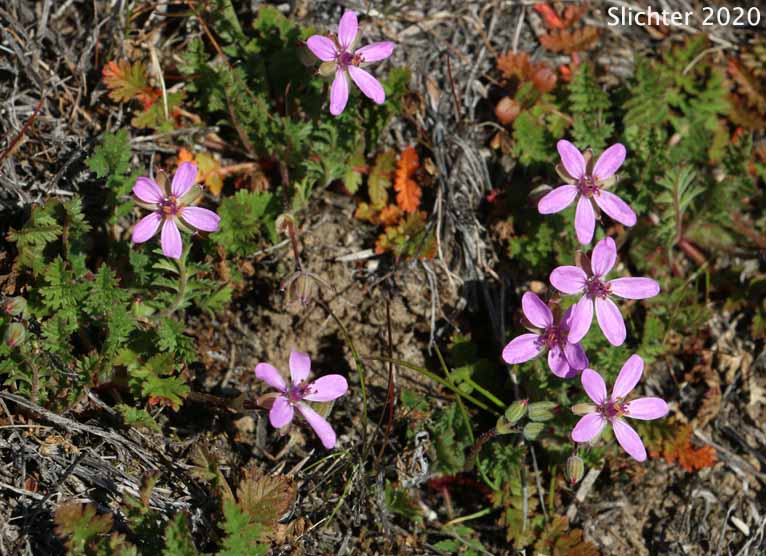 African Filaree, Common Stork's Bill, Filaree, Redstem Stork's Bill, Red-stemmed Filaree: Erodium cicutarium (Synonyms: Erodium aethiopicum, Erodium cicutarium ssp. cicutarium, Erodium cicutarium ssp. jacquinianum, Erodium ethiopicum)
