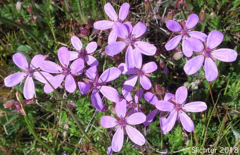 African Filaree, Common Stork's Bill, Filaree, Redstem Stork's Bill, Red-stemmed Filaree: Erodium cicutarium (Synonyms: Erodium aethiopicum, Erodium cicutarium ssp. cicutarium, Erodium cicutarium ssp. jacquinianum, Erodium ethiopicum)