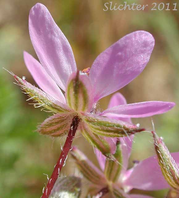 Close-up underside view of the flower of African Filaree, Common Stork's Bill, Filaree, Redstem Stork's Bill, Red-stemmed Filaree: Erodium cicutarium (Synonyms: Erodium aethiopicum, Erodium cicutarium ssp. cicutarium, Erodium cicutarium ssp. jacquinianum, Erodium ethiopicum)