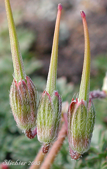 African Filaree, Common Stork's Bill, Filaree, Redstem Stork's Bill, Red-stemmed Filaree: Erodium cicutarium (Synonyms: Erodium aethiopicum, Erodium cicutarium ssp. cicutarium, Erodium cicutarium ssp. jacquinianum, Erodium ethiopicum)