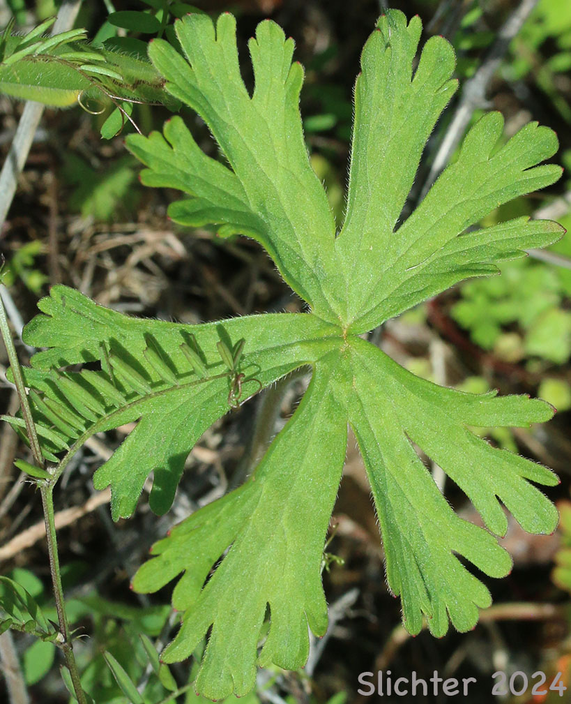 Leaf of Carolina Geranium: Geranium carolinianum (Synonyms: Geranium carolinianum var. carolinianum, Geranium carolinianum var. confertiflorum, Geranium carolinianum var. sphaerospermum, Geranium sphaerospermum)