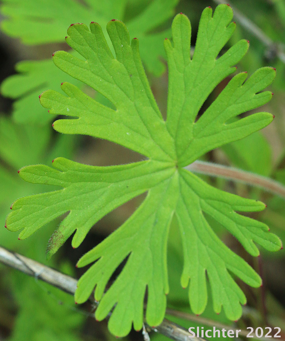 Leaf of Carolina Geranium: Geranium carolinianum (Synonyms: Geranium carolinianum var. carolinianum, Geranium carolinianum var. confertiflorum, Geranium carolinianum var. sphaerospermum, Geranium sphaerospermum)