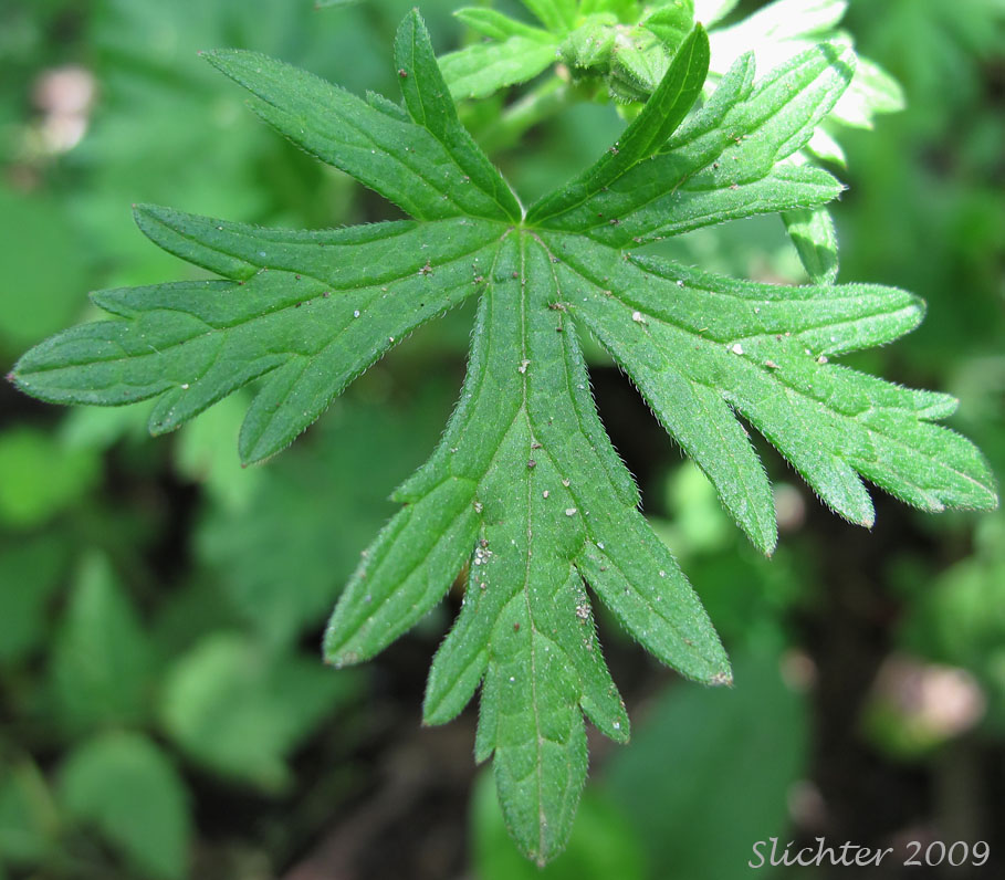 Leaf of Carolina Geranium: Geranium carolinianum (Synonyms: Geranium carolinianum var. carolinianum, Geranium carolinianum var. sphaerospermum, Geranium sphaerospermum)