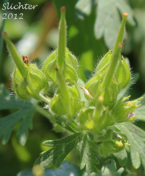 Carolina Geranium: Geranium carolinianum (Synonyms: Geranium carolinianum var. carolinianum, Geranium carolinianum var. confertiflorum, Geranium carolinianum var. sphaerospermum, Geranium sphaerospermum)