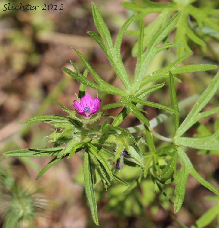 Cutleaf Geranium, Cut-leaf Crane's-bill, Cutleaf Geranium, Cut-leaf Geranium: Geranium dissectum (Synonym: Geranium laxum)