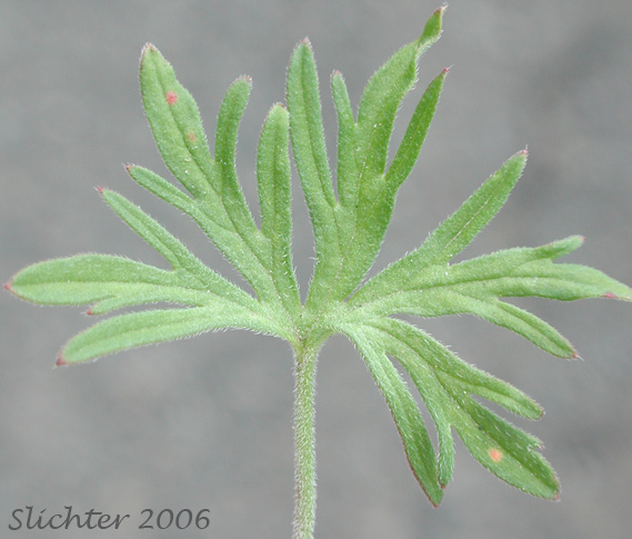 Dissected leaf of Cut-leaf Crane's-bill, Cutleaf Geranium, Cut-leaf Geranium: Geranium dissectum (Synonym: Geranium laxum)