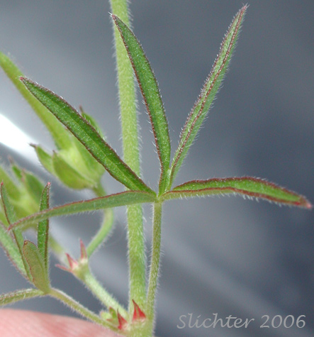 Dissected leaf of Cut-leaf Crane's-bill, Cutleaf Geranium, Cut-leaf Geranium: Geranium dissectum (Synonym: Geranium laxum)