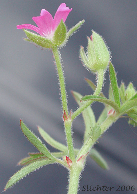 Inflorescence of Cut-leaf Crane's-bill, Cutleaf Geranium, Cut-leaf Geranium: Geranium dissectum (Synonym: Geranium laxum)