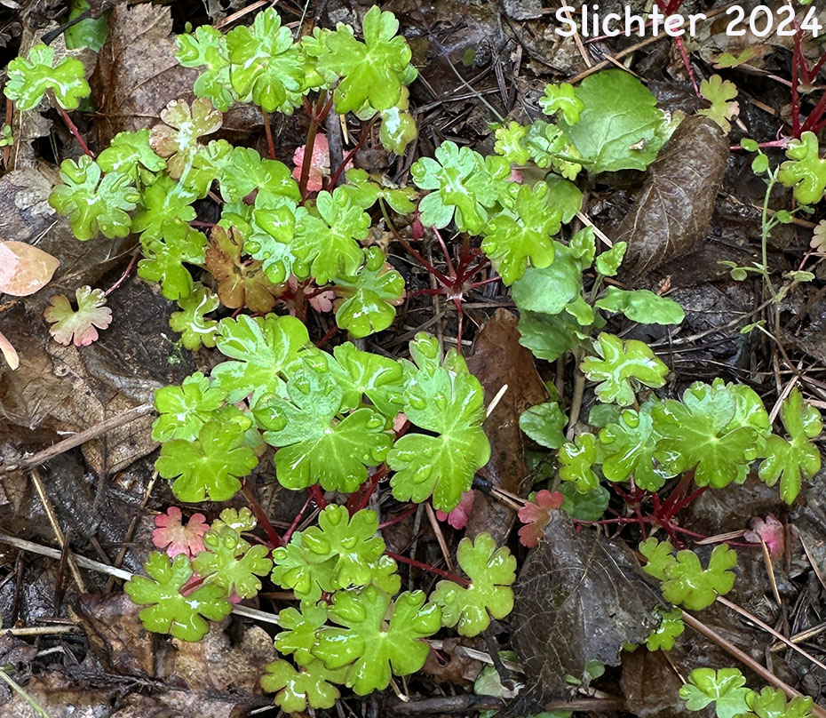 Early spring leaves of Shining Crane's-bill, Shining Geranium, Shiny Geranium: Geranium lucidum.