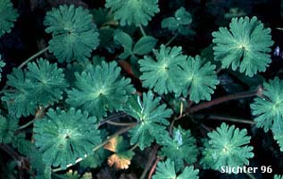 Leaves of Dovefoot Geranium, Dove's Foot Geranium: Geranium molle