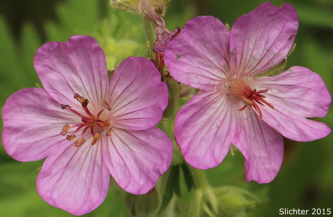 Flowers of Rydberg's Geranium, Sticky Purple Geranium: Geranium viscosissimum var. incisum (Synonyms: Geranium canum, Geranium nervosum, Geranium strigosius, Geranium strigosum, Geranium viscosissimum ssp. nervosum, Geranium viscosissimum var. nervosum)