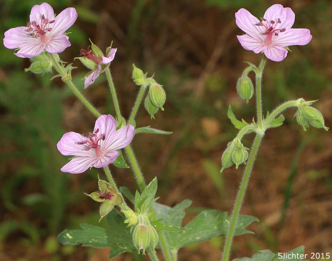 Rydberg's Geranium, Sticky Purple Geranium: Geranium viscosissimum var. incisum (Synonyms: Geranium canum, Geranium nervosum, Geranium strigosius, Geranium strigosum, Geranium viscosissimum ssp. nervosum, Geranium viscosissimum var. nervosum)