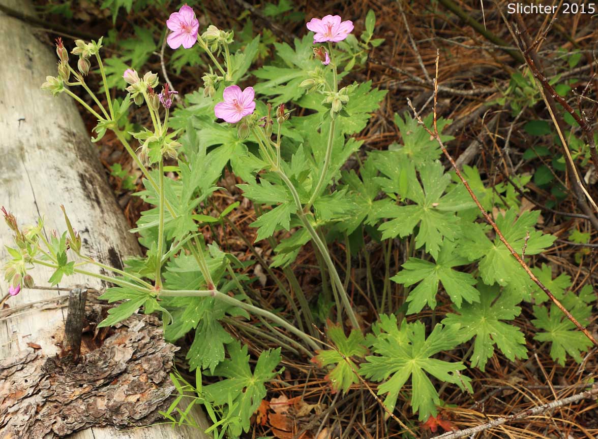 Rydberg's Geranium, Sticky Purple Geranium: Geranium viscosissimum var. incisum (Synonyms: Geranium canum, Geranium nervosum, Geranium strigosius, Geranium strigosum, Geranium viscosissimum ssp. nervosum, Geranium viscosissimum var. nervosum)