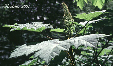 Devil's Devil's Club: Oplopanax horridus