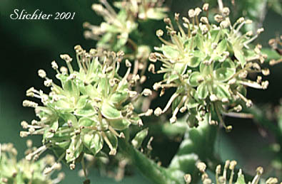 Flowers of Devilsclub, Devil's Club: Oplopanax horridus (Synonyms: Echinopanax horridum, Echinopanax horridus, Fatsia horrida, Fatsia horridum, Oplopanax horridum, Panax horridum, Ricinophyllum horridum)