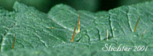 Prickly leaf surface of Devilsclub, Devil's Club: Oplopanax horridus (Synonyms: Echinopanax horridum, Echinopanax horridus, Fatsia horrida, Fatsia horridum, Oplopanax horridum, Panax horridum, Ricinophyllum horridum)