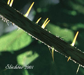 Prickly stem of Devilsclub, Devil's Club: Oplopanax horridus (Synonyms: Echinopanax horridum, Echinopanax horridus, Fatsia horrida, Fatsia horridum, Oplopanax horridum, Panax horridum, Ricinophyllum horridum)